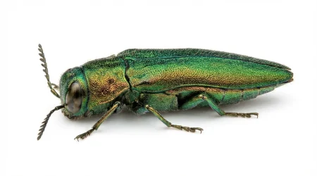 Nahaufnahme eines Eschenprachtkäfer (Agrilus planipennis) – Detailansicht zur Schädlingserkennung