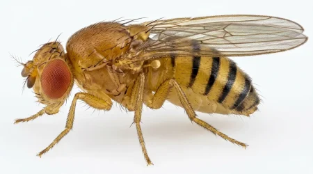 Nahaufnahme eines Fruchtfliege (Drosophila melanogaster) – Detailansicht zur Schädlingserkennung