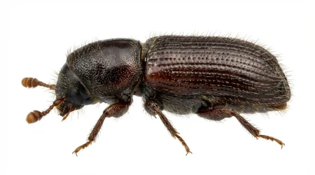 Nahaufnahme eines Furchenflügeliger Fichtenborkenkäfer (Pityophthorus pityographus) – Detailansicht zur Schädlingserkennung