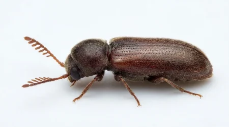 Nahaufnahme eines Gekämmter Nagekäfer (Ptilinus pectinicornis) – Detailansicht zur Schädlingserkennung