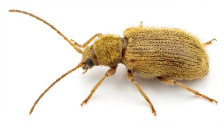 Nahaufnahme eines Gelbbrauner Diebkäfer (Ptinus clavipes) – Detailansicht zur Schädlingserkennung