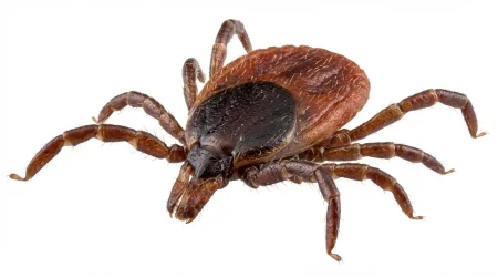 Nahaufnahme eines Gemeiner Holzbock (Ixodes ricinus) – Detailansicht zur Schädlingserkennung