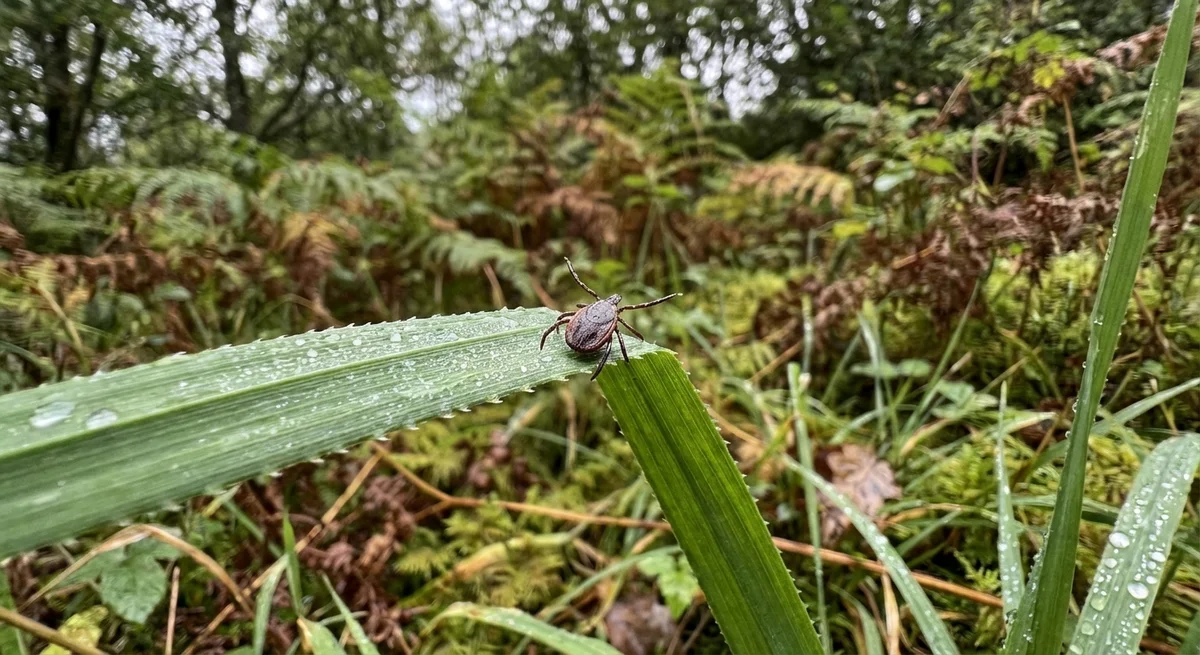 Gemeiner Holzbock (Ixodes ricinus) in typischer Umgebung – Befall erkennen und bekämpfen