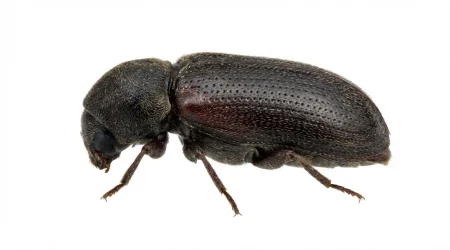 Nahaufnahme eines Gemeiner Nagekäfer (Anobium punctatum) – Detailansicht zur Schädlingserkennung