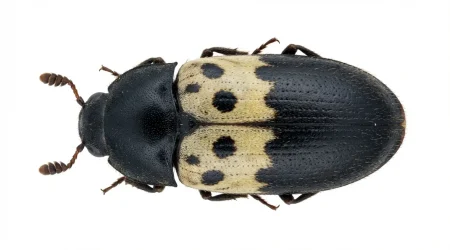 Nahaufnahme eines Speckkäfer (Dermestes lardarius) – Detailansicht zur Schädlingserkennung