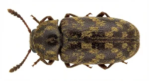 Nahaufnahme eines Gescheckter Nagekäfer (Xestobium rufovillosum) – Detailansicht zur Schädlingserkennung