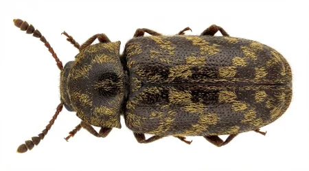 Nahaufnahme eines Gescheckter Nagekäfer (Xestobium rufovillosum) – Detailansicht zur Schädlingserkennung