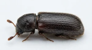 Nahaufnahme eines Getreidekapuziner (Rhyzopertha dominica) – Detailansicht zur Schädlingserkennung