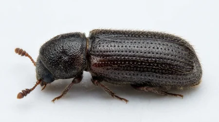 Nahaufnahme eines Getreidekapuziner (Rhyzopertha dominica) – Detailansicht zur Schädlingserkennung