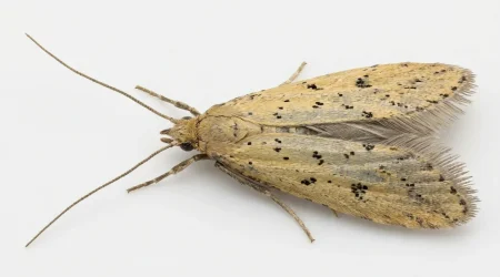 Nahaufnahme eines Getreidemotte (Sitotroga cerealella) – Detailansicht zur Schädlingserkennung