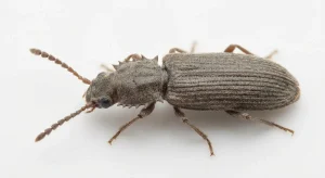 Nahaufnahme eines Getreideplattkäfer (Oryzaephilus surinamensis) – Detailansicht zur Schädlingserkennung