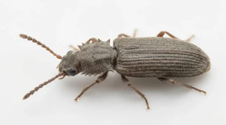 Nahaufnahme eines Getreideplattkäfer (Oryzaephilus surinamensis) – Detailansicht zur Schädlingserkennung