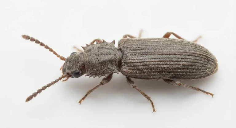 Nahaufnahme eines Getreideplattkäfer (Oryzaephilus surinamensis) – Detailansicht zur Schädlingserkennung