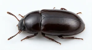 Nahaufnahme eines Glänzendschwarzer Getreideschimmelkäfer (Alphitobius diaperinus) – Detailansicht zur Schädlingserkennung