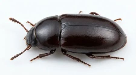 Nahaufnahme eines Glänzendschwarzer Getreideschimmelkäfer (Alphitobius diaperinus) – Detailansicht zur Schädlingserkennung