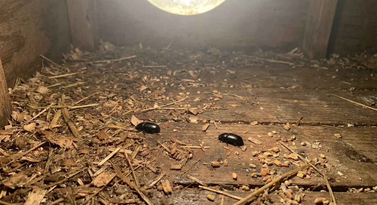 Glänzendschwarzer Getreideschimmelkäfer (Alphitobius diaperinus) in typischer Umgebung – Befall erkennen und bekämpfen