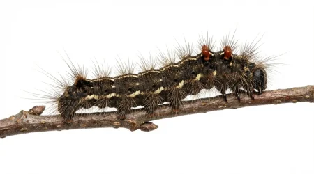 Nahaufnahme eines Goldafter (Euproctis chrysorrhoea) – Detailansicht zur Schädlingserkennung