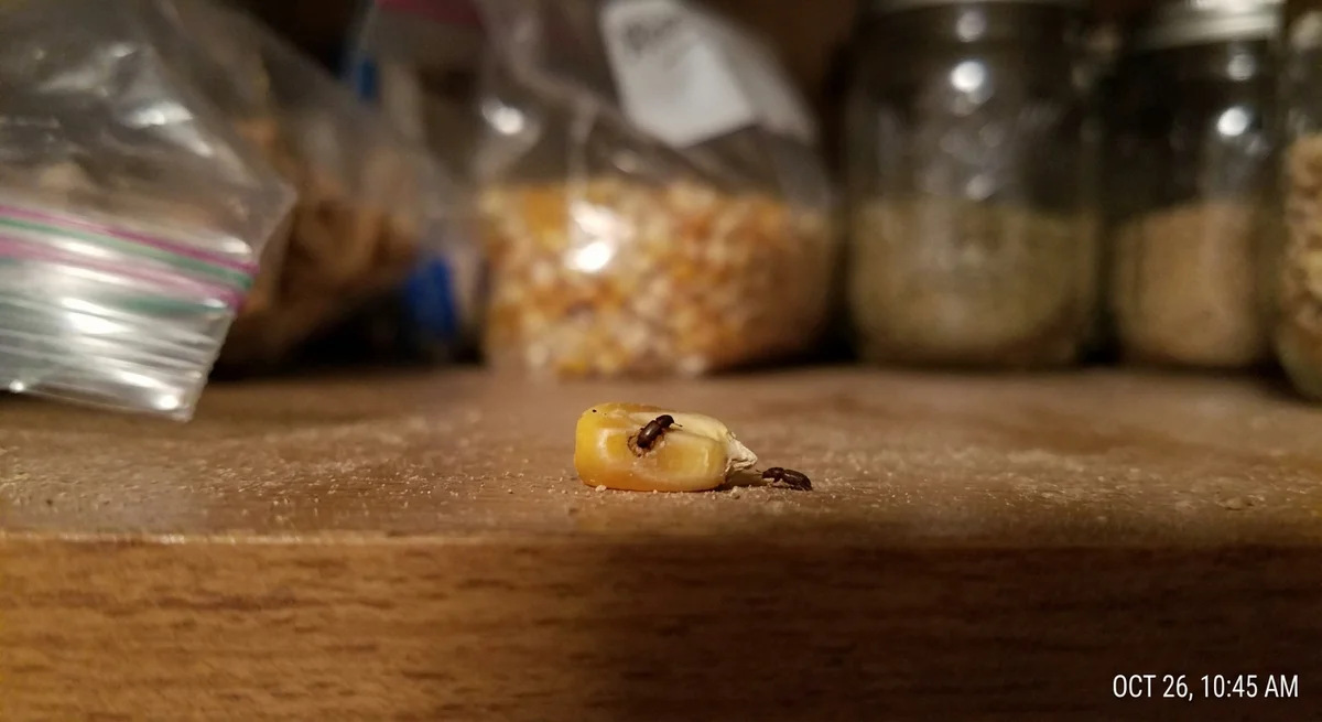 Großer Kornbohrer (Prostephanus truncatus) in typischer Umgebung – Befall erkennen und bekämpfen