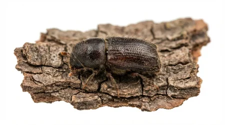 Nahaufnahme eines Großer Lärchenborkenkäfer (Ips cembrae) – Detailansicht zur Schädlingserkennung