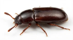 Nahaufnahme eines Großer Reismehlkäfer (Tribolium destructor) – Detailansicht zur Schädlingserkennung