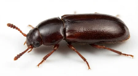 Nahaufnahme eines Großer Reismehlkäfer (Tribolium destructor) – Detailansicht zur Schädlingserkennung