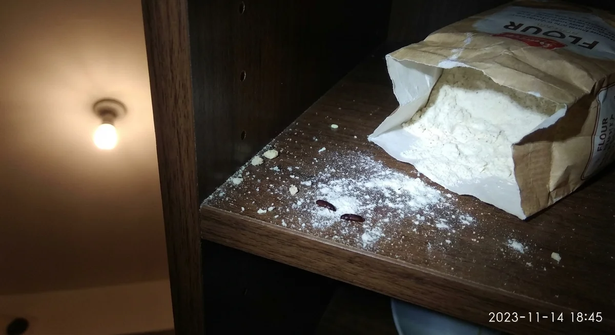 Großer Reismehlkäfer (Tribolium destructor) in typischer Umgebung – Befall erkennen und bekämpfen