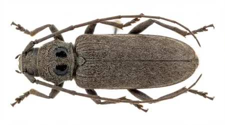 Nahaufnahme eines Hausbock (Hylotrupes bajulus) – Detailansicht zur Schädlingserkennung