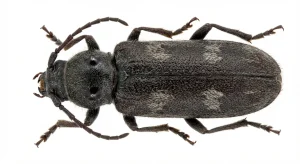 Nahaufnahme eines Hausbockkäfer (Hylotrupes bajulus) – Detailansicht zur Schädlingserkennung