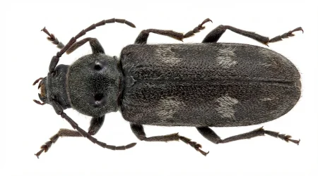 Nahaufnahme eines Hausbockkäfer (Hylotrupes bajulus) – Detailansicht zur Schädlingserkennung