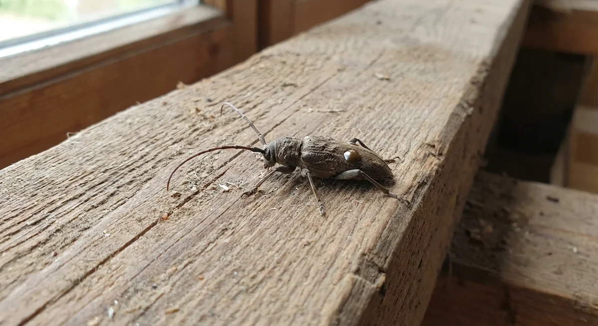 Hausbock (Hylotrupes bajulus) in typischer Umgebung – Befall erkennen und bekämpfen