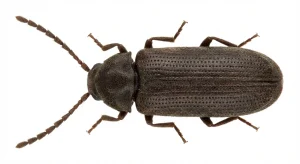 Nahaufnahme eines Holzwurm - Gemeiner Nagekäfer (Anobium punctatum) – Detailansicht zur Schädlingserkennung