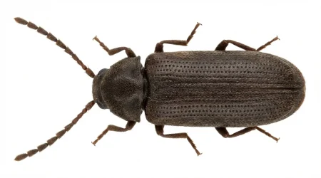 Nahaufnahme eines Holzwurm - Gemeiner Nagekäfer (Anobium punctatum) – Detailansicht zur Schädlingserkennung