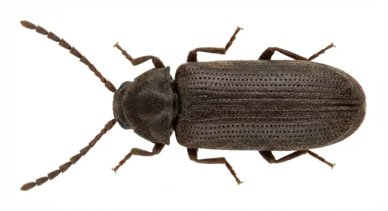 Nahaufnahme eines Holzwurm - Gemeiner Nagekäfer (Anobium punctatum) – Detailansicht zur Schädlingserkennung