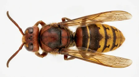 Nahaufnahme eines Hornisse (Vespa crabro) – Detailansicht zur Schädlingserkennung