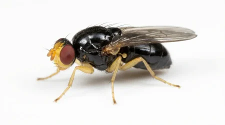 Nahaufnahme eines Käsefliege (Piophila casei) – Detailansicht zur Schädlingserkennung