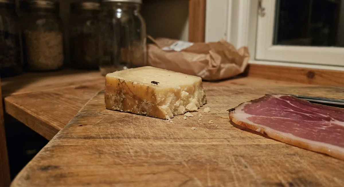 Käsefliege (Piophila casei) in typischer Umgebung – Befall erkennen und bekämpfen