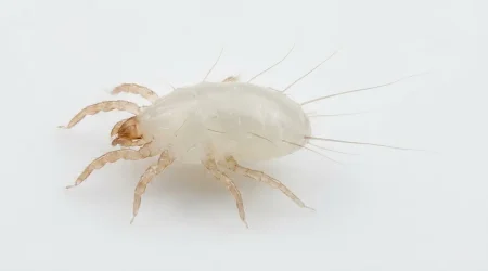 Nahaufnahme eines Käsemilbe (Tyrolichus casei) – Detailansicht zur Schädlingserkennung