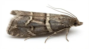 Nahaufnahme eines Kakaomotte (Ephestia elutella) – Detailansicht zur Schädlingserkennung