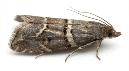 Nahaufnahme eines Kakaomotte (Ephestia elutella) – Detailansicht zur Schädlingserkennung