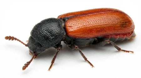 Nahaufnahme eines Kapuzinerkäfer (Bostrichus capucinus) – Detailansicht zur Schädlingserkennung