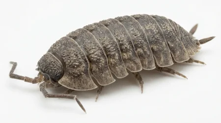 Nahaufnahme eines Kellerassel (Porcellio scaber) – Detailansicht zur Schädlingserkennung