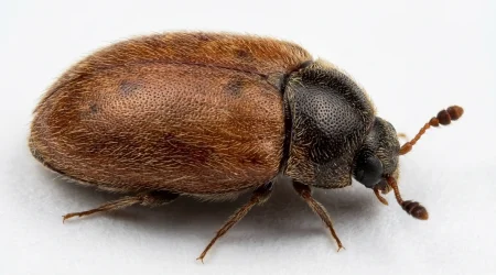 Nahaufnahme eines Khaprakäfer (Trogoderma granarium) – Detailansicht zur Schädlingserkennung