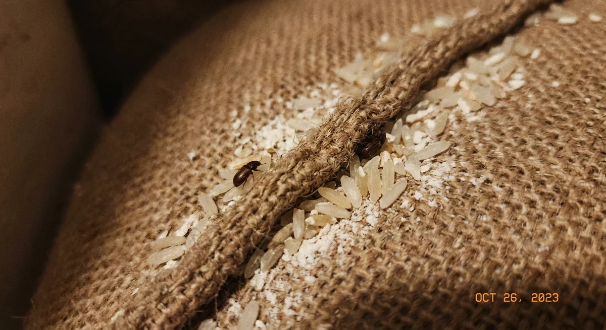 Khaprakäfer (Trogoderma granarium) in typischer Umgebung – Befall erkennen und bekämpfen