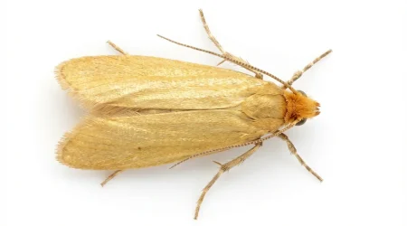 Nahaufnahme eines Kleidermotte (Tineola bisselliella) – Detailansicht zur Schädlingserkennung