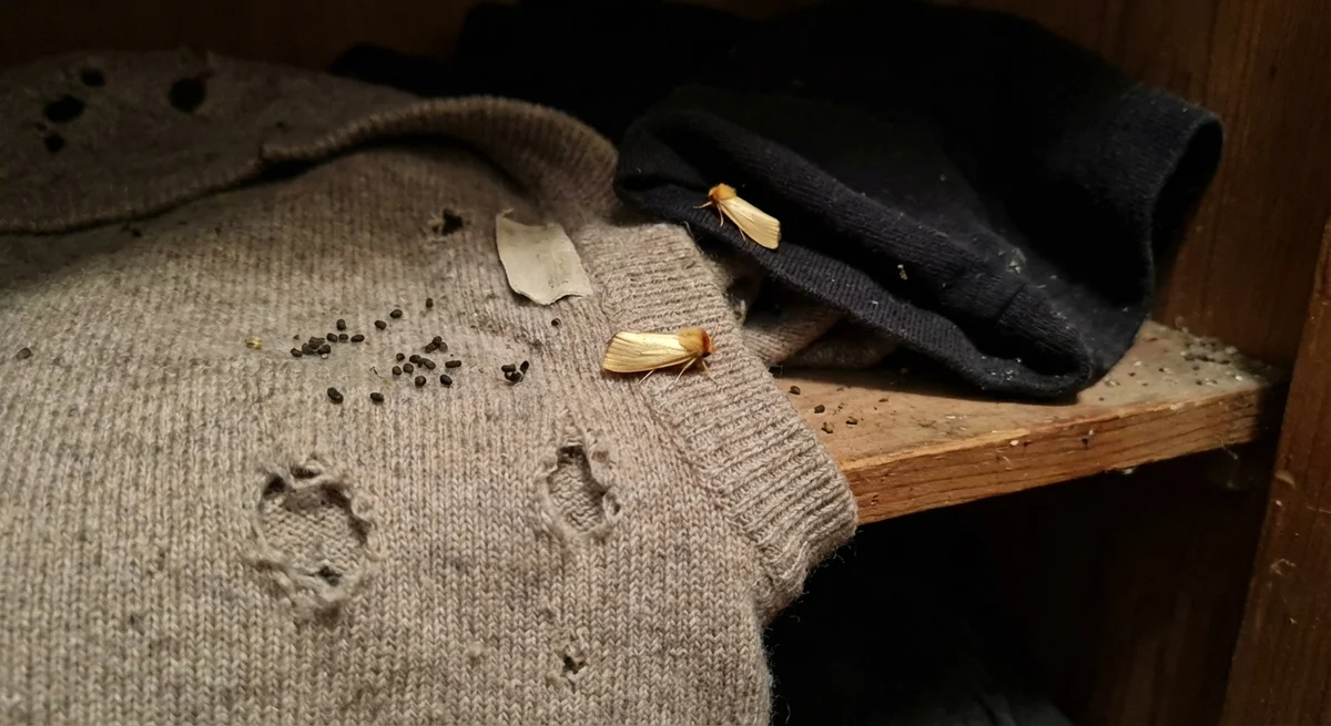 Kleidermotte (Tineola bisselliella) in typischer Umgebung – Befall erkennen und bekämpfen