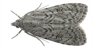 Nahaufnahme eines Kleine Mehlmotte (Ephestia kuehniella) – Detailansicht zur Schädlingserkennung