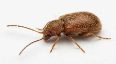 Nahaufnahme eines Kleiner Diebkäfer (Ptinus pusillus) – Detailansicht zur Schädlingserkennung