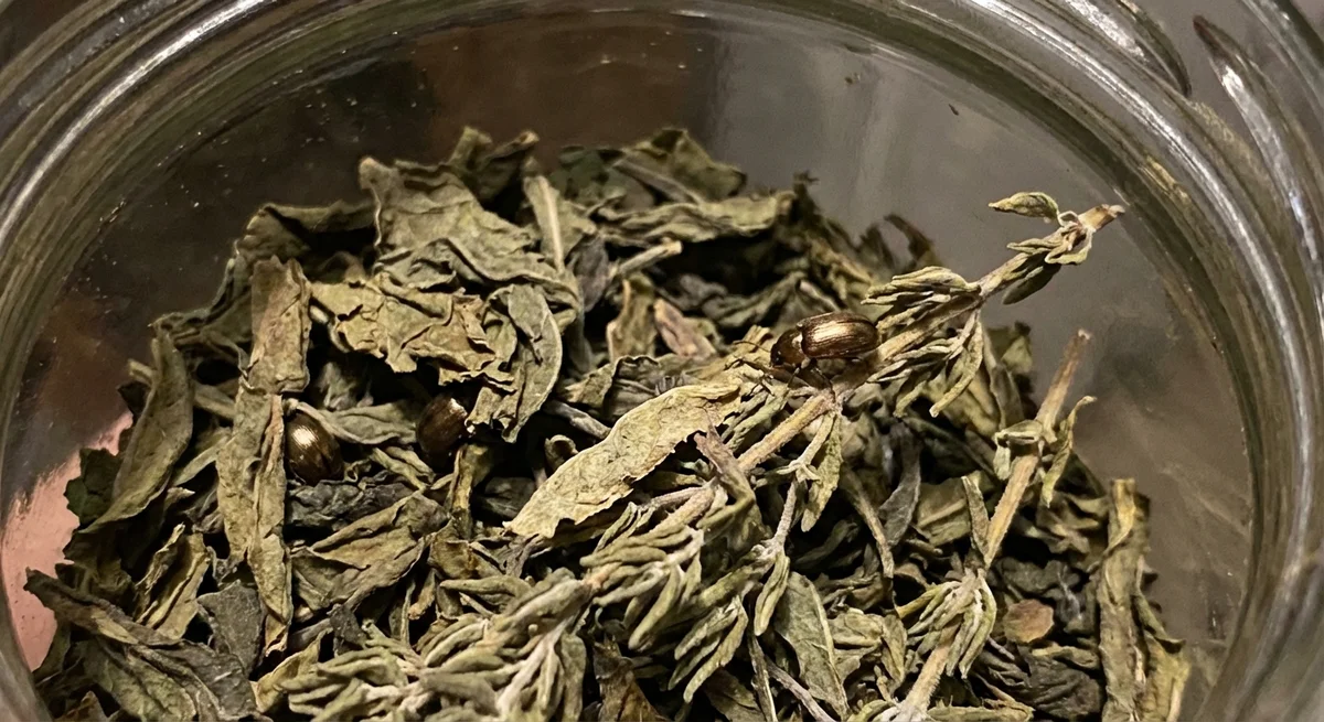 Kleiner Diebkäfer (Ptinus pusillus) in typischer Umgebung – Befall erkennen und bekämpfen