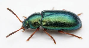 Nahaufnahme eines Koprakäfer (Necrobia rufipes) – Detailansicht zur Schädlingserkennung