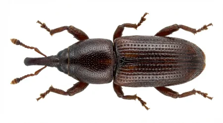 Nahaufnahme eines Kornkäfer (Sitophilus granarius) – Detailansicht zur Schädlingserkennung